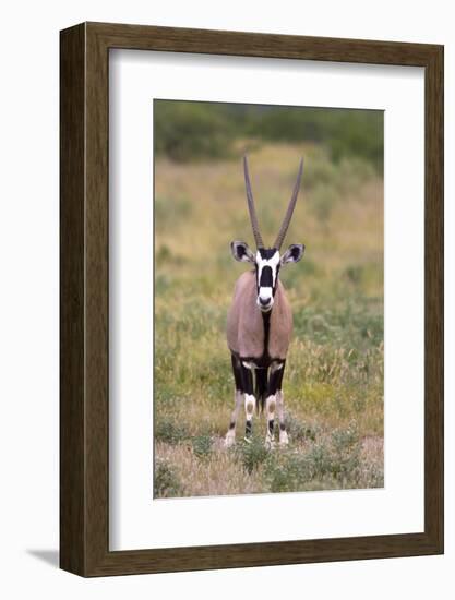 Gemsbok - botswana-David Hosking-Framed Photographic Print