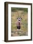 Gemsbok - botswana-David Hosking-Framed Photographic Print