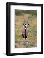 Gemsbok - botswana-David Hosking-Framed Photographic Print