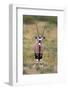 Gemsbok - botswana-David Hosking-Framed Photographic Print