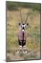 Gemsbok - botswana-David Hosking-Mounted Photographic Print