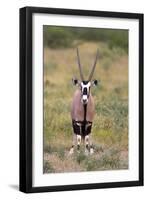 Gemsbok - botswana-David Hosking-Framed Premium Photographic Print