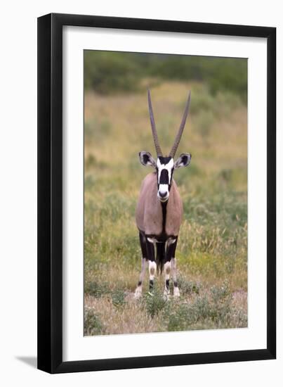 Gemsbok - botswana-David Hosking-Framed Premium Photographic Print