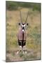 Gemsbok - botswana-David Hosking-Mounted Premium Photographic Print