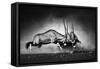 Gemsbok Dual (Artistic Processing)-Johan Swanepoel-Framed Stretched Canvas