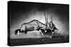 Gemsbok Dual (Artistic Processing)-Johan Swanepoel-Stretched Canvas