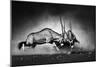 Gemsbok Dual (Artistic Processing)-Johan Swanepoel-Mounted Photographic Print