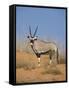 Gemsbok, Kgalagadi Transfrontier Park, South Africa, Africa-Toon Ann & Steve-Framed Stretched Canvas