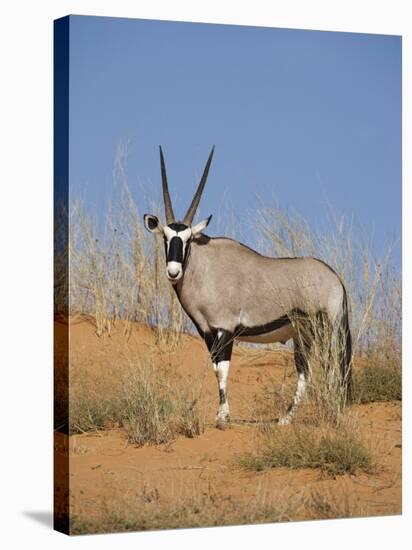 Gemsbok, Kgalagadi Transfrontier Park, South Africa, Africa-Toon Ann & Steve-Stretched Canvas