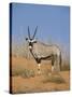 Gemsbok, Kgalagadi Transfrontier Park, South Africa, Africa-Toon Ann & Steve-Stretched Canvas