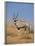 Gemsbok, Kgalagadi Transfrontier Park, South Africa, Africa-Toon Ann & Steve-Framed Photographic Print