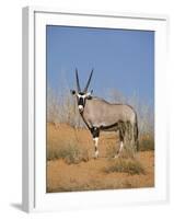 Gemsbok, Kgalagadi Transfrontier Park, South Africa, Africa-Toon Ann & Steve-Framed Photographic Print