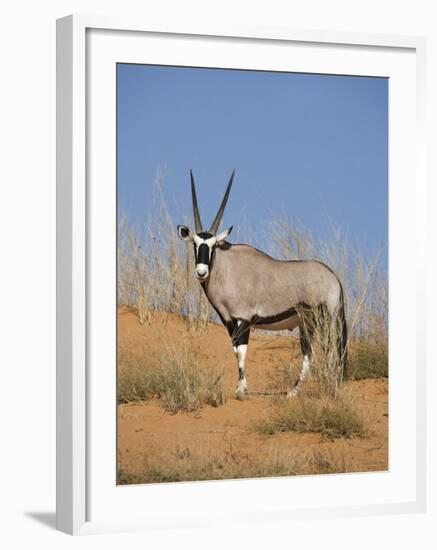 Gemsbok, Kgalagadi Transfrontier Park, South Africa, Africa-Toon Ann & Steve-Framed Photographic Print