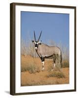 Gemsbok, Kgalagadi Transfrontier Park, South Africa, Africa-Toon Ann & Steve-Framed Photographic Print