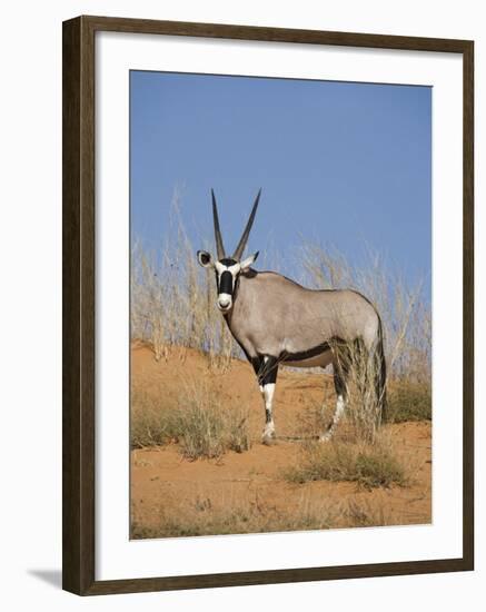 Gemsbok, Kgalagadi Transfrontier Park, South Africa, Africa-Toon Ann & Steve-Framed Photographic Print