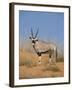 Gemsbok, Kgalagadi Transfrontier Park, South Africa, Africa-Toon Ann & Steve-Framed Photographic Print