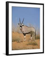 Gemsbok, Kgalagadi Transfrontier Park, South Africa, Africa-Toon Ann & Steve-Framed Photographic Print