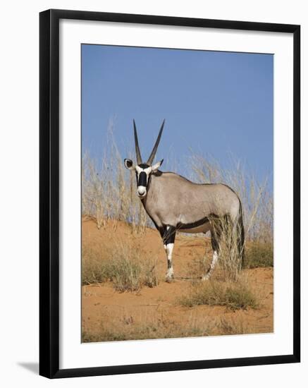 Gemsbok, Kgalagadi Transfrontier Park, South Africa, Africa-Toon Ann & Steve-Framed Photographic Print