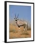 Gemsbok, Kgalagadi Transfrontier Park, South Africa, Africa-Toon Ann & Steve-Framed Photographic Print