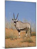 Gemsbok, Kgalagadi Transfrontier Park, South Africa, Africa-Toon Ann & Steve-Mounted Photographic Print