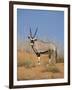 Gemsbok, Kgalagadi Transfrontier Park, South Africa, Africa-Toon Ann & Steve-Framed Photographic Print