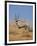 Gemsbok, Kgalagadi Transfrontier Park, South Africa, Africa-Toon Ann & Steve-Framed Photographic Print