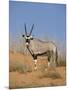 Gemsbok, Kgalagadi Transfrontier Park, South Africa, Africa-Toon Ann & Steve-Mounted Photographic Print