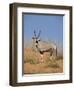 Gemsbok, Kgalagadi Transfrontier Park, South Africa, Africa-Toon Ann & Steve-Framed Photographic Print