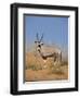 Gemsbok, Kgalagadi Transfrontier Park, South Africa, Africa-Toon Ann & Steve-Framed Photographic Print