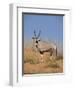 Gemsbok, Kgalagadi Transfrontier Park, South Africa, Africa-Toon Ann & Steve-Framed Photographic Print