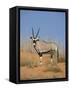 Gemsbok, Kgalagadi Transfrontier Park, South Africa, Africa-Toon Ann & Steve-Framed Stretched Canvas