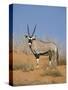 Gemsbok, Kgalagadi Transfrontier Park, South Africa, Africa-Toon Ann & Steve-Stretched Canvas