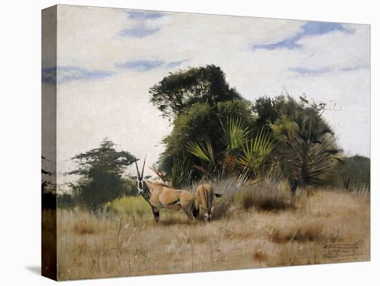 Gemsbok Oryx, 1891-Wilhelm Kuhnert-Stretched Canvas