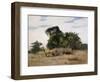 Gemsbok Oryx, 1891-Wilhelm Kuhnert-Framed Giclee Print