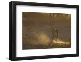 Gemsbok (Oryx gazella) adult, walking, kicking up dust in dry riverbed, backlit at sunset-Shem Compion-Framed Photographic Print