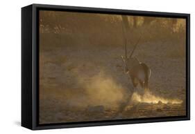 Gemsbok (Oryx gazella) adult, walking, kicking up dust in dry riverbed, backlit at sunset-Shem Compion-Framed Stretched Canvas
