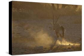 Gemsbok (Oryx gazella) adult, walking, kicking up dust in dry riverbed, backlit at sunset-Shem Compion-Stretched Canvas