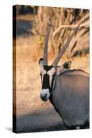 Gemsbok (Oryx Gazella), Central Kalahari National Park, Botswana, Africa-Sergio-Stretched Canvas