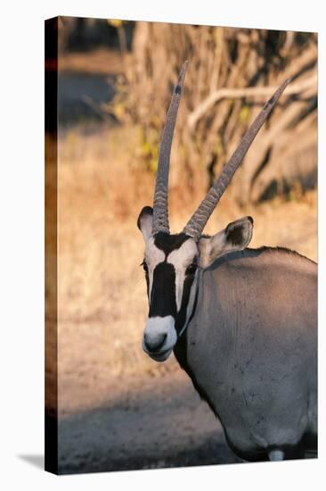 Gemsbok (Oryx Gazella), Central Kalahari National Park, Botswana, Africa-Sergio-Stretched Canvas