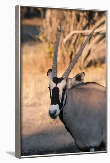 Gemsbok (Oryx Gazella), Central Kalahari National Park, Botswana, Africa-Sergio-Framed Photographic Print