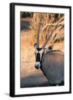 Gemsbok (Oryx Gazella), Central Kalahari National Park, Botswana, Africa-Sergio-Framed Photographic Print