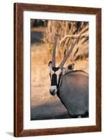 Gemsbok (Oryx Gazella), Central Kalahari National Park, Botswana, Africa-Sergio-Framed Photographic Print