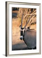 Gemsbok (Oryx Gazella), Central Kalahari National Park, Botswana, Africa-Sergio-Framed Photographic Print