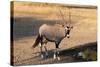 Gemsbok (Oryx Gazella), Central Kalahari National Park, Botswana, Africa-Sergio-Stretched Canvas