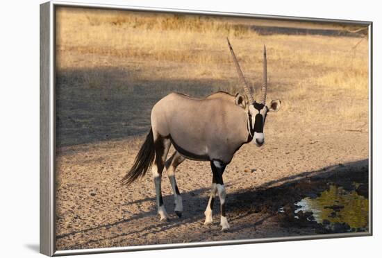 Gemsbok (Oryx Gazella), Central Kalahari National Park, Botswana, Africa-Sergio-Framed Photographic Print