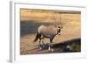 Gemsbok (Oryx Gazella), Central Kalahari National Park, Botswana, Africa-Sergio-Framed Photographic Print