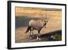 Gemsbok (Oryx Gazella), Central Kalahari National Park, Botswana, Africa-Sergio-Framed Photographic Print