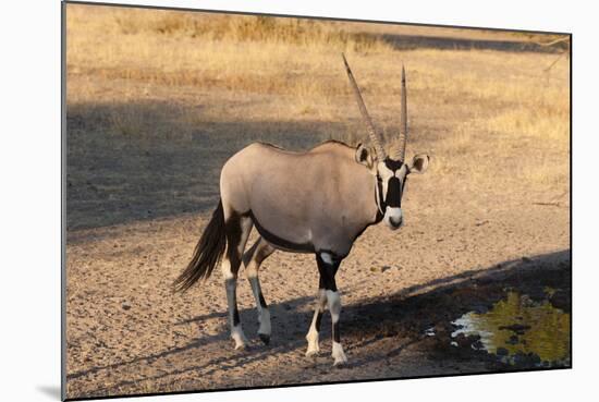 Gemsbok (Oryx Gazella), Central Kalahari National Park, Botswana, Africa-Sergio-Mounted Photographic Print