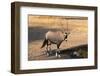 Gemsbok (Oryx Gazella), Central Kalahari National Park, Botswana, Africa-Sergio-Framed Photographic Print