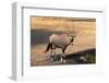 Gemsbok (Oryx Gazella), Central Kalahari National Park, Botswana, Africa-Sergio-Framed Photographic Print